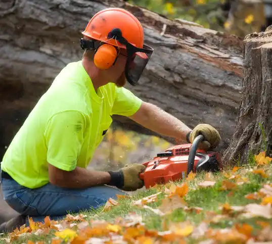 tree services Hightstown